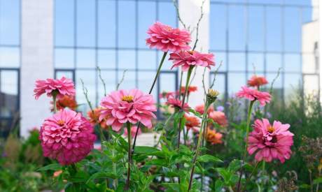 Фото пансионата Цветы. Экстерьер # 45 (мин.)